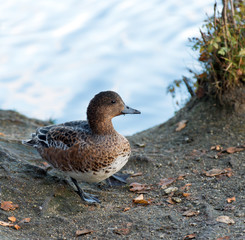 Female Wigeon or Eurasian Wigeon (Anas penelope, previously Mareca penelope) Tromso,Norway