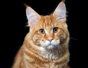 Maine coon red orange cat portrait 