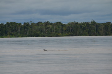 Rio Amazonas