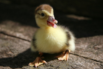 Happy cute duckling