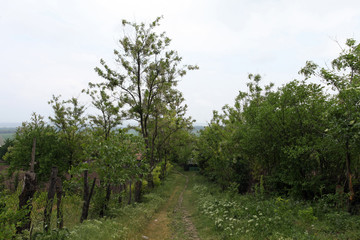 Fototapeta premium Countryside summer village vegetation