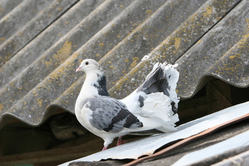 Beautiful fancy white pigeon