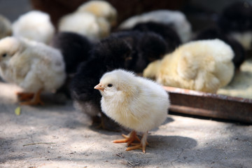 Lonely chick outside the pack