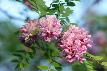 Pink acacia flowers in spring light