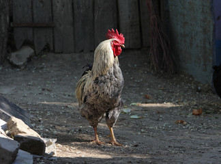 Funny rooster in countryside village
