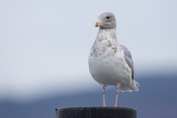 Seagull on piling in harbor