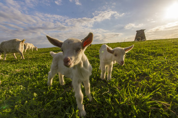 small goats and sheep grazing in a meadow near a windmill