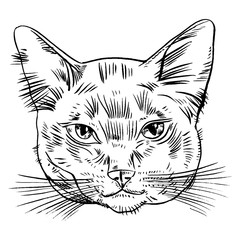 Fototapeta na wymiar Vector illustration of cat head