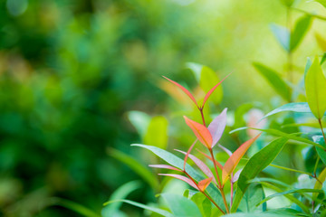 Nature green leaf with green color bokeh background.