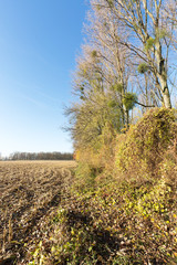 Mistletoe in the Trees at Duesseldorf/ Germany