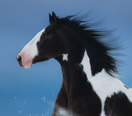 American Paint horse. Portrait on dark blue background.