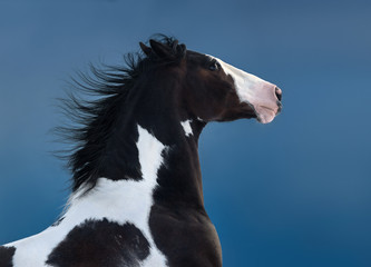 Fototapeta na wymiar American Paint horse. Portrait on dark blue background.