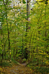 Fototapeta na wymiar vertical landscape with path in autumn deciduous forest