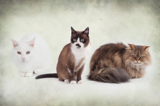Retrato de 3 gatos
