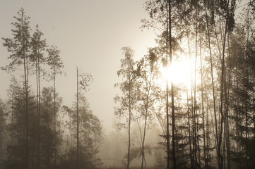 Fototapeta na wymiar Misty forest trees in sunlight