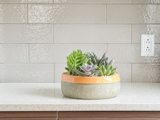 Decorative plants  on granite counter-top