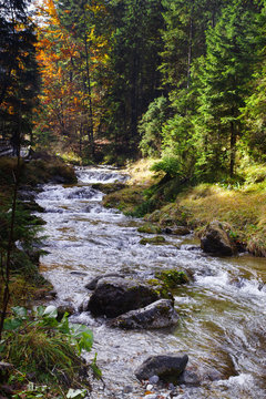 mountain rocky river in Tatra mountains, Poland - colorful autumn season in pine forest in Tatra National Park	
