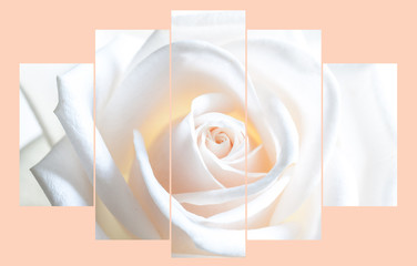 Floral wallpaper. Collage of  white rose image . Interior decoration.