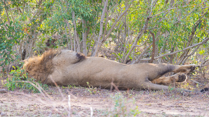 Big playful male Lion lying down on the back in the bush of the Kruger National Park, South Africa.