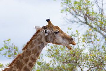 Giraffe head and neck profile, close up and portrait. Wildlife Safari in the Kruger National Park, the main travel destination in South Africa.