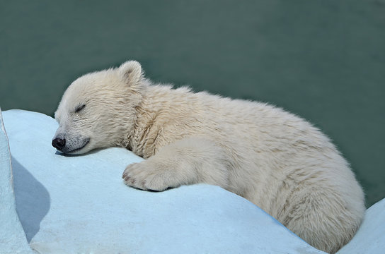 Белый медвежонок спит.