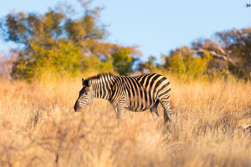 Fototapeta na wymiar Zebra grazing in the bush at sunset. Wildlife Safari in the scenic Marakele National Park, travel destination in South Africa.