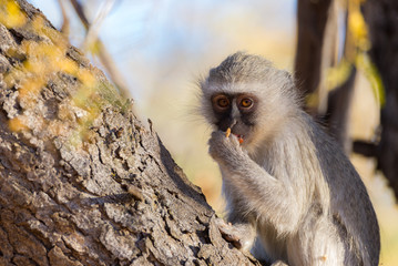Vervet monkey (Chlorocebus pygerythrus) eating nuts on a tree in the Marakele National Park, travel destination in South Africa. Close up.
