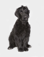 Retrato de Terrier Ruso