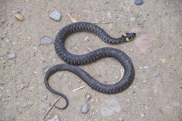 Grass snake, crawling along the ground. Non-poisonous snake. Frightened by the Grass snake