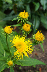 Many yellow elecampane or inula helenium flowers with foliage 
