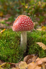 One mushroom in forest.