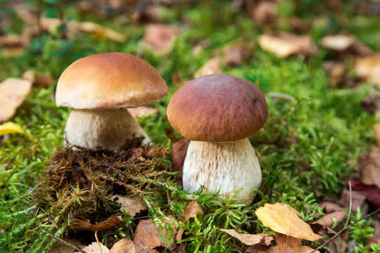 Two oak mushrooms in forest.