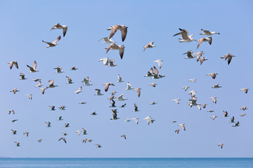 Flock of seagulls over the sea