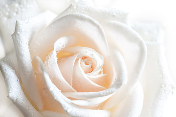 Floral background with soft light effect, image of beautiful white rose with drops.