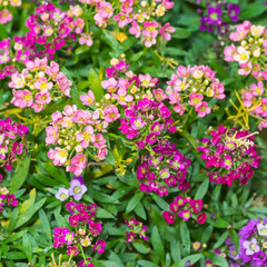 Obraz premium Colourful Alyssum