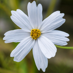 Fototapeta premium White Cosmos