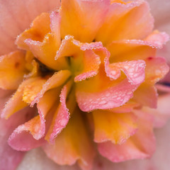 Begonia Illumination