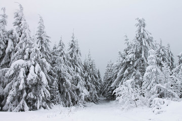 Fototapeta na wymiar winter in the forest