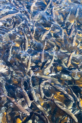 Dense trout in a Colorado fish farm