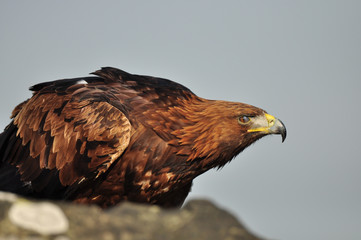 Golden Eagle
