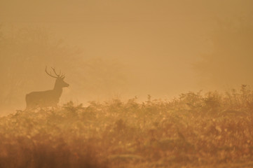Misty Red Deer
