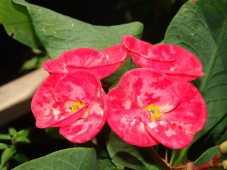 Euphorbia milii (hot pink cactus Thai flower)