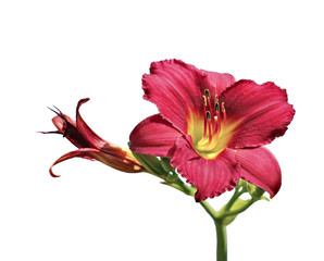 Beautiful red daylily flower in the garden
