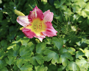 Beautiful daylily flower in the garden