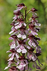 Purpur-Knabenkraut (Orchis purpurea) 