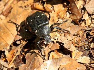 Ver&auml;nderlicher Edelscharrk&auml;fer (Gnorimus variabilis) im Reinhardswald 