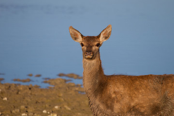 Cervatillo mirando de frente delante de un lago azul