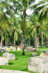 Coconut and palm trees with big white rock in beautiful park in