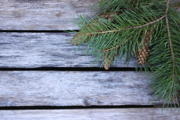 Fototapeta premium Spruce branch with cones