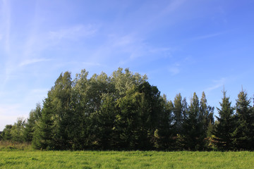 Summer landscape in Latvia